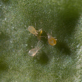 Irski - Anti-thrips
