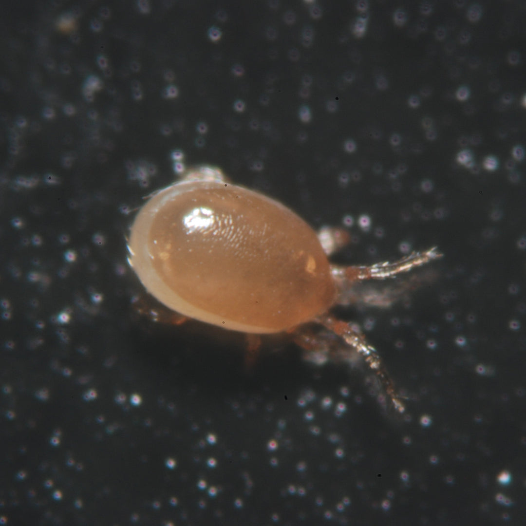 Pack Essentiel - Anti-poux rouges