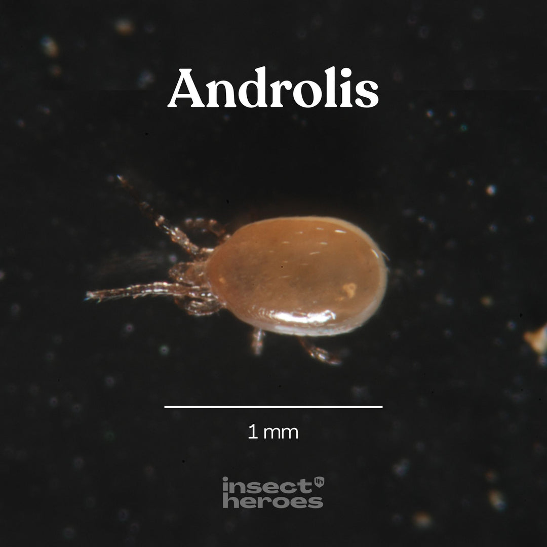 Androlis - Anti poux rouges