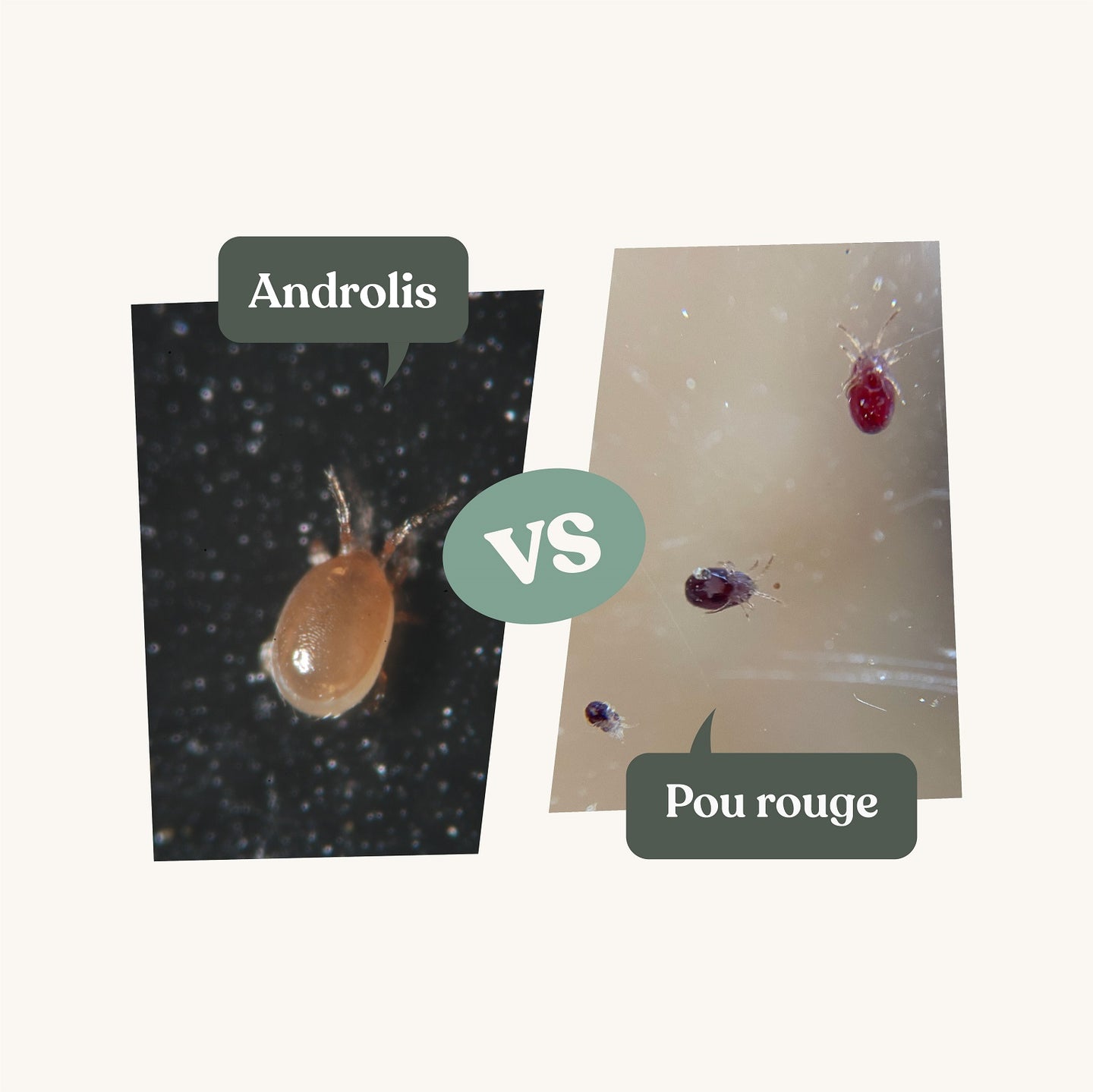 Anti poux rouges - Androlis