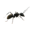 Fourmis