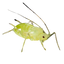 Pucerons