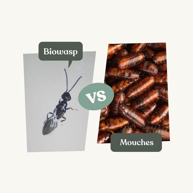 Biowasp - Anti-mouches