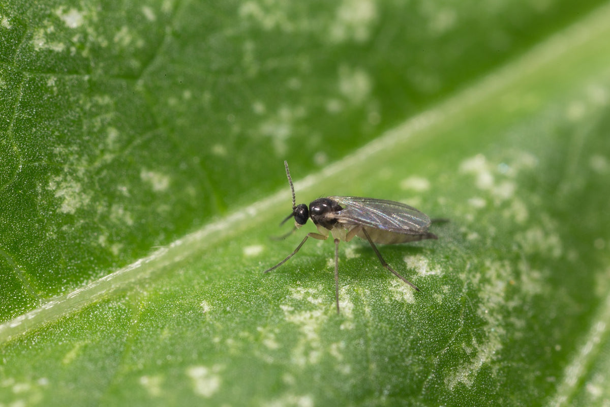 Image 44395754160461