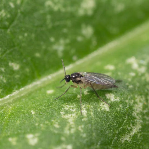 Image 61083899134285