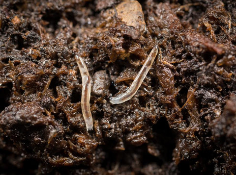 Image 58192701849933