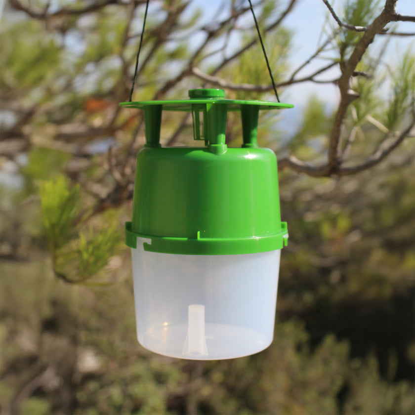 Buxa - Piège à phéromones