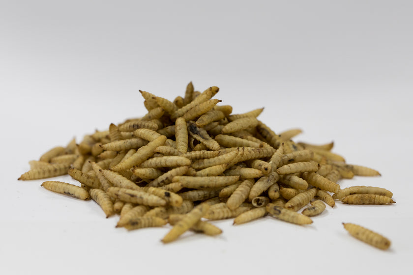Nutriworms - Aliment déshydraté pour oiseaux du ciel