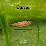 Pack Anti thrips - Essentiel