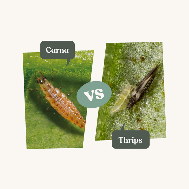 Carna - Anti-thrips