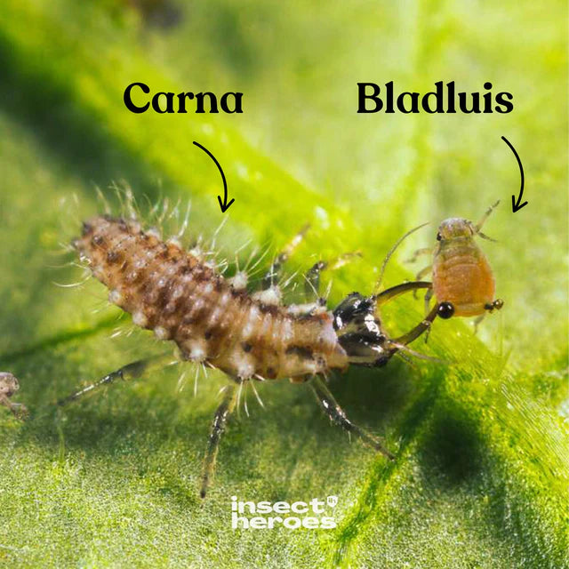 Pack Intensif - Anti-pucerons