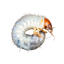 Vers blancs (larves de hannetons)
