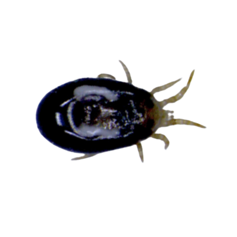 Image 51257472614733