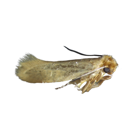 Image 51257472713037