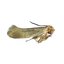 Mites des vêtements