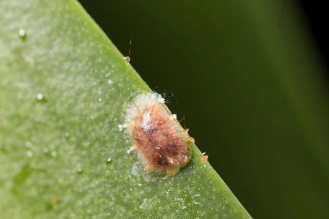 Image 62376104526157