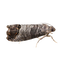 Carpocapses (vers des fruits)