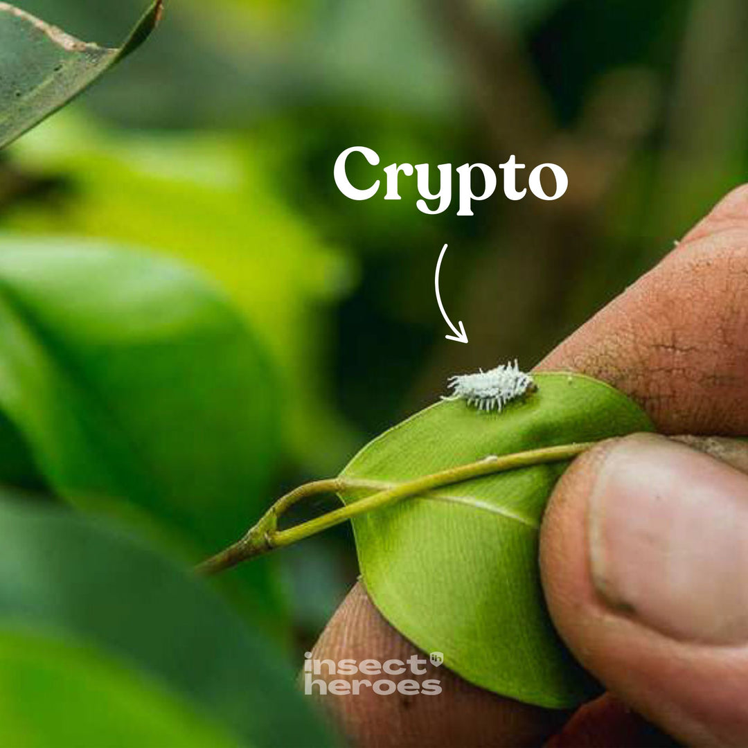 Crypto - Anti-cochenilles