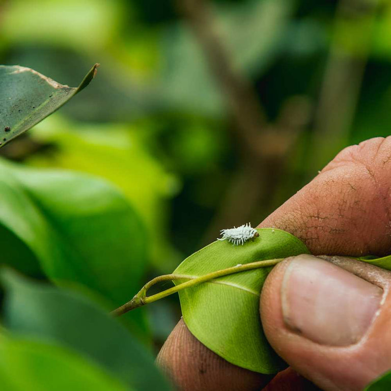 Image 43970204139853