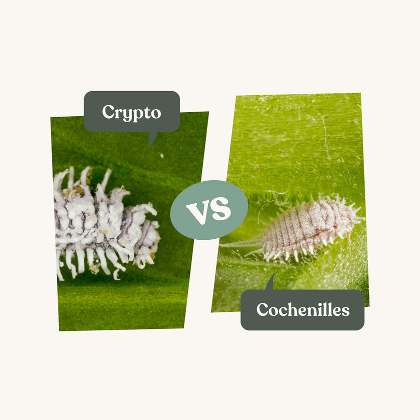 Crypto - Anti cochenilles