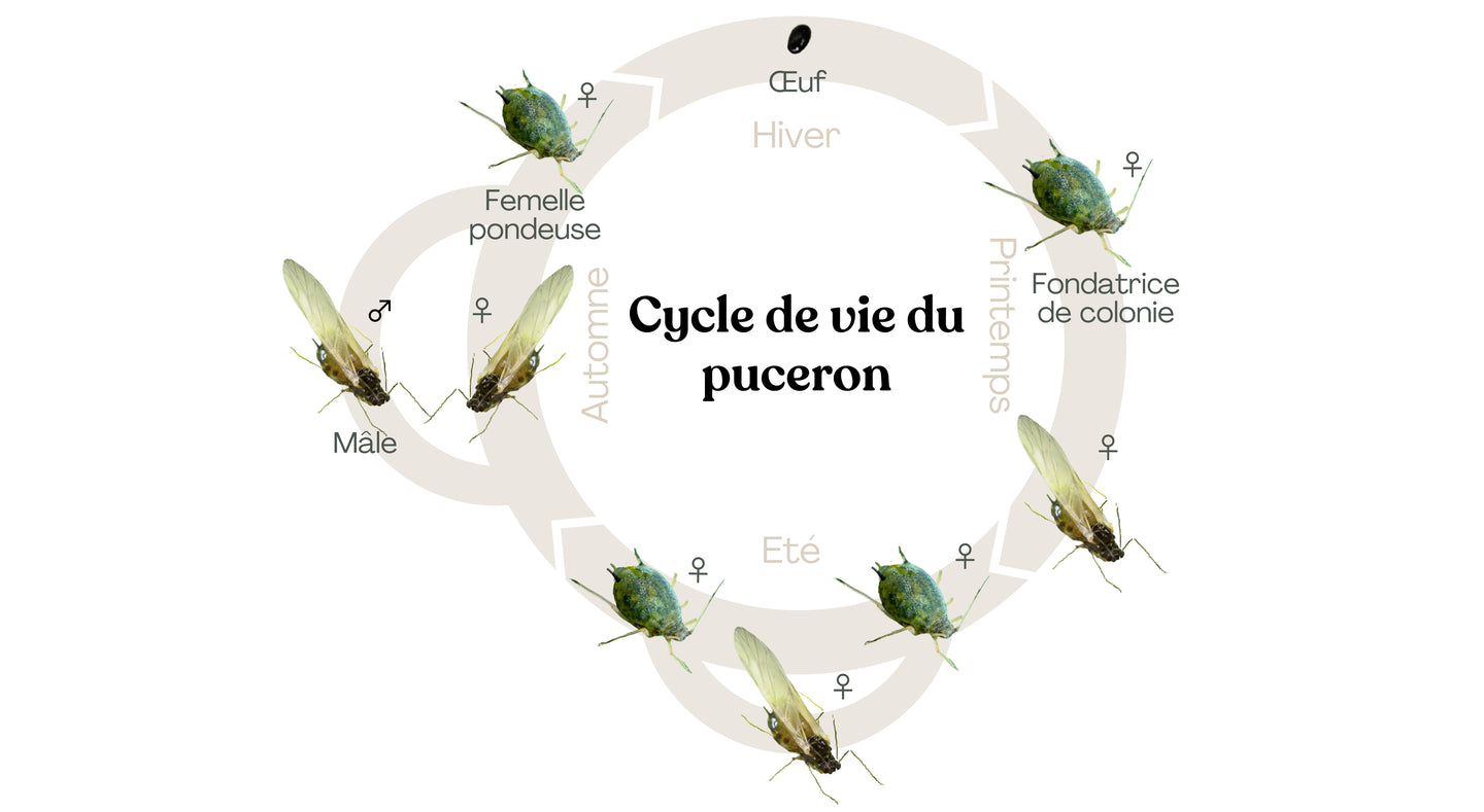 Image 60670727717197