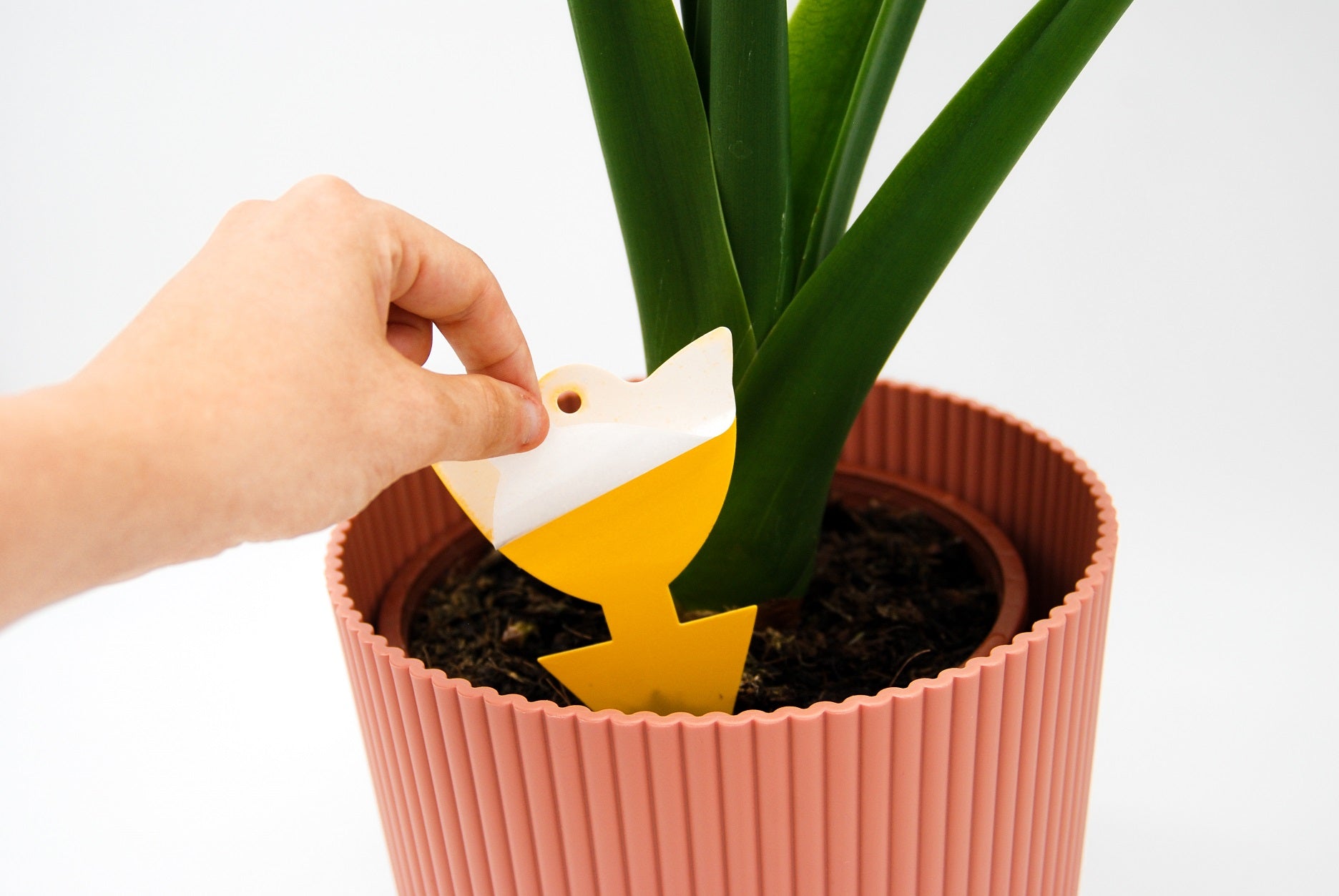 Sticky S - Tulipes engluées jaunes pour lutter contre les moucherons
