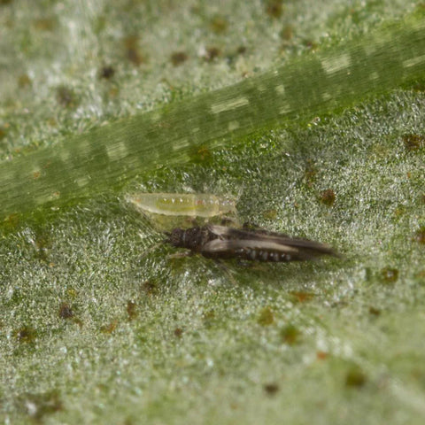 Image 61083837366605