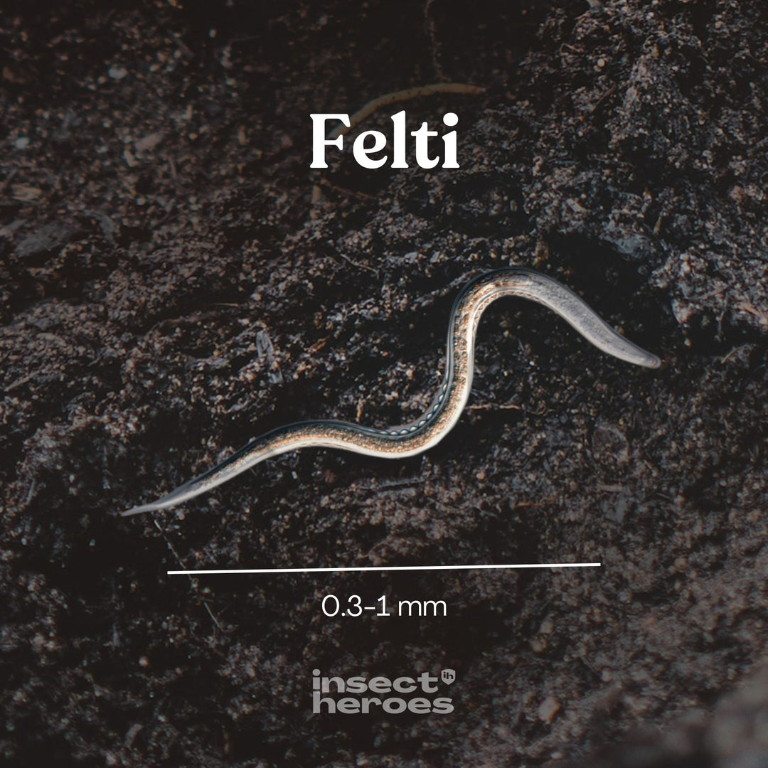 Pack Essentiel - Anti-thrips