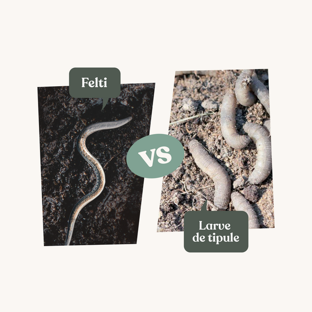 Nématodes Felti - Anti vers gris