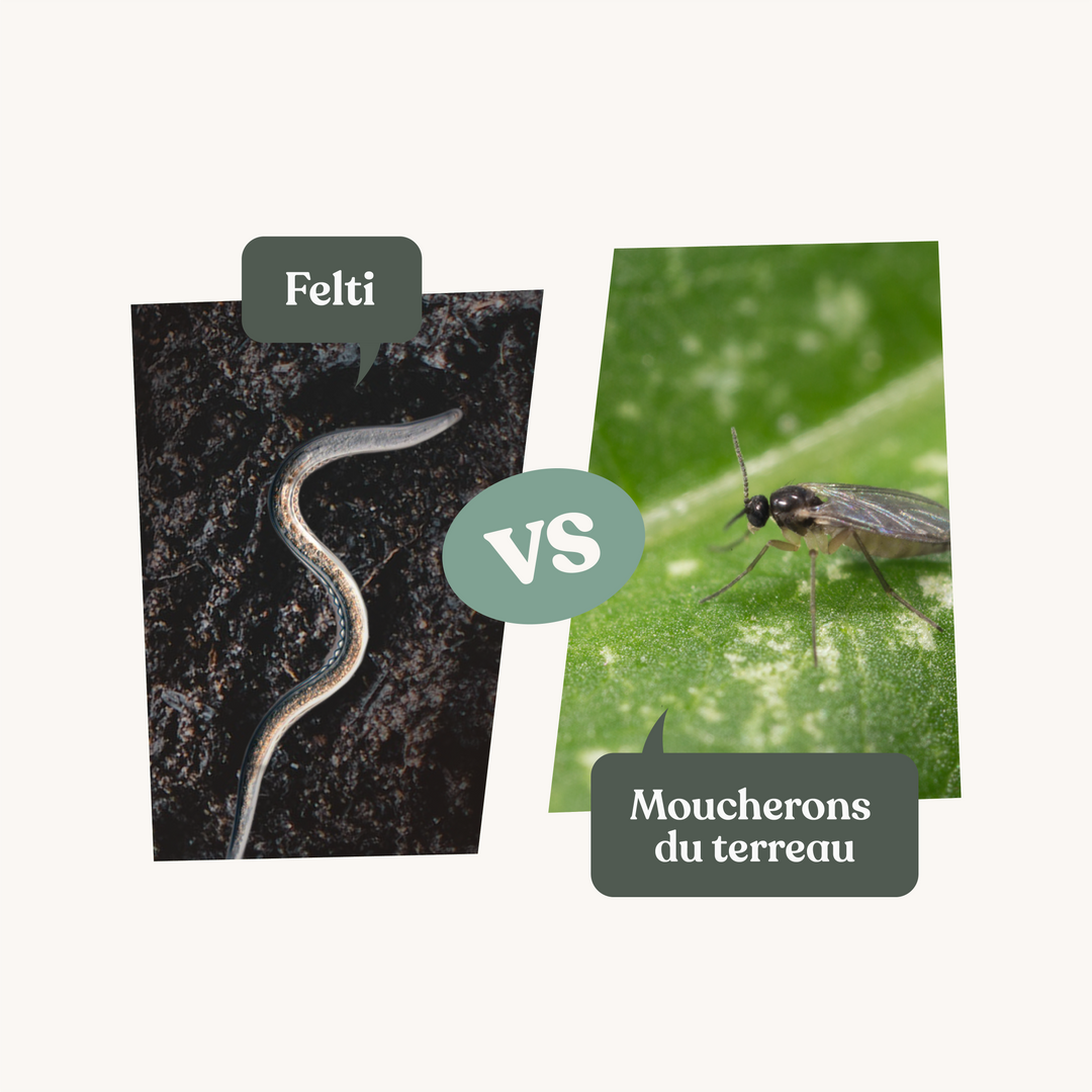 Nématodes Felti (SF) - Anti moucherons