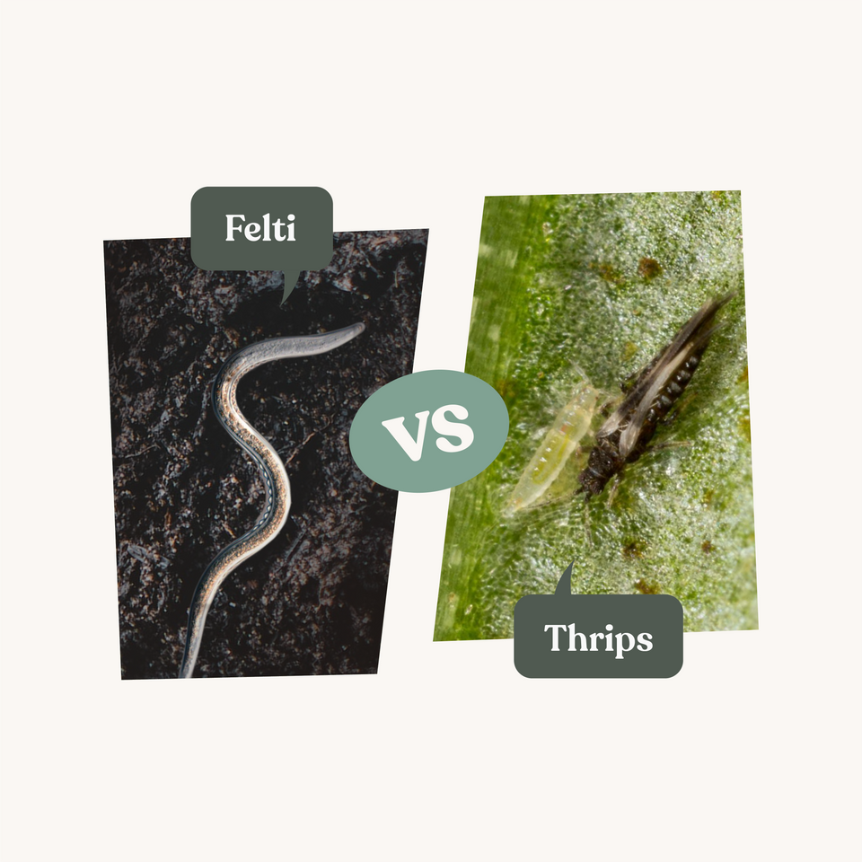 Thrips : Identification, dégâts sur les plantes et solutions | Insect ...