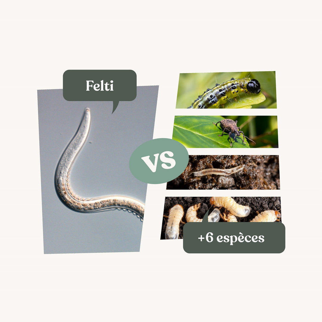 Nématodes Felti