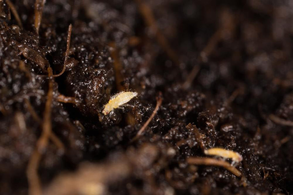 Image 43970197520717