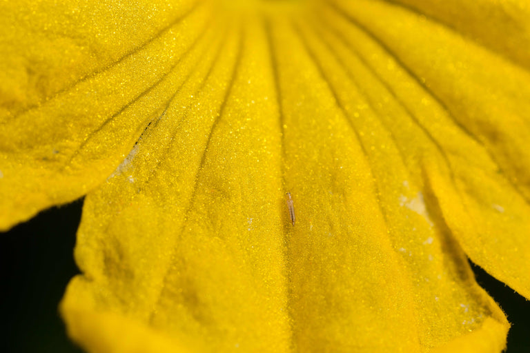 Image 43970197586253