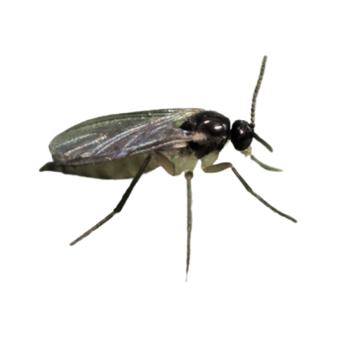 Image 51257472680269