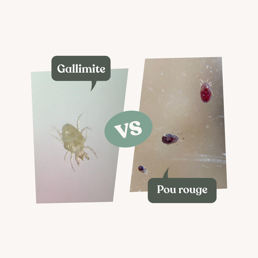 Gallimite - Anti poux rouges