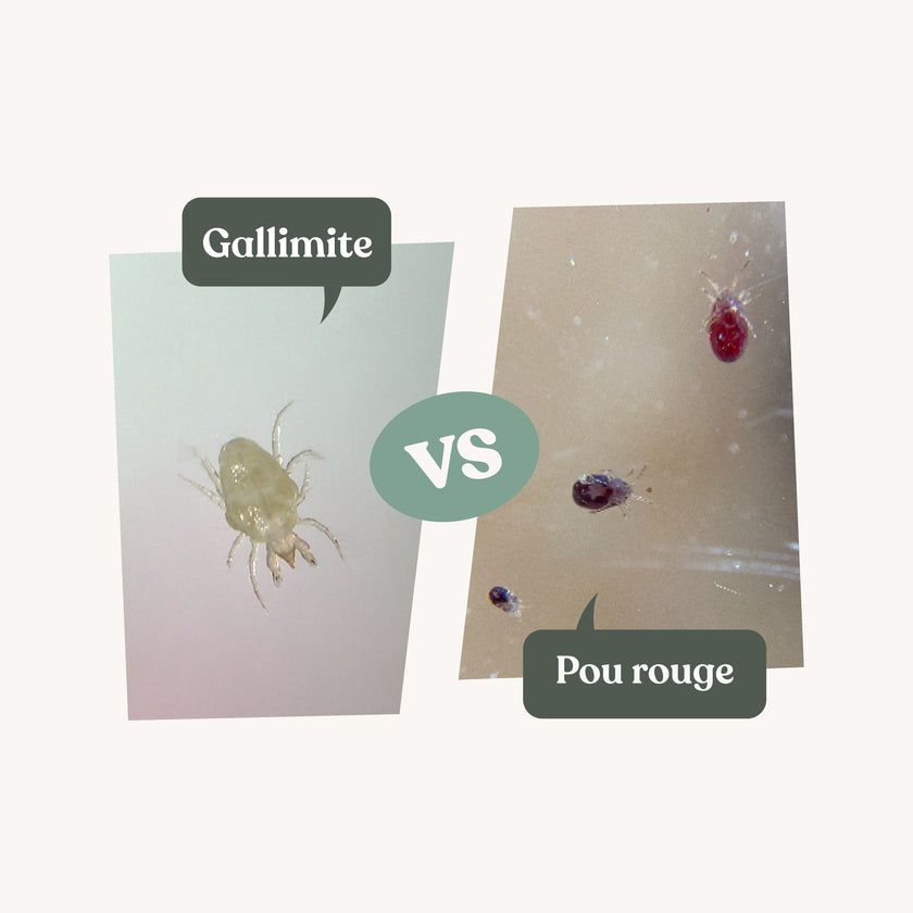 Gallimite - Anti poux rouges