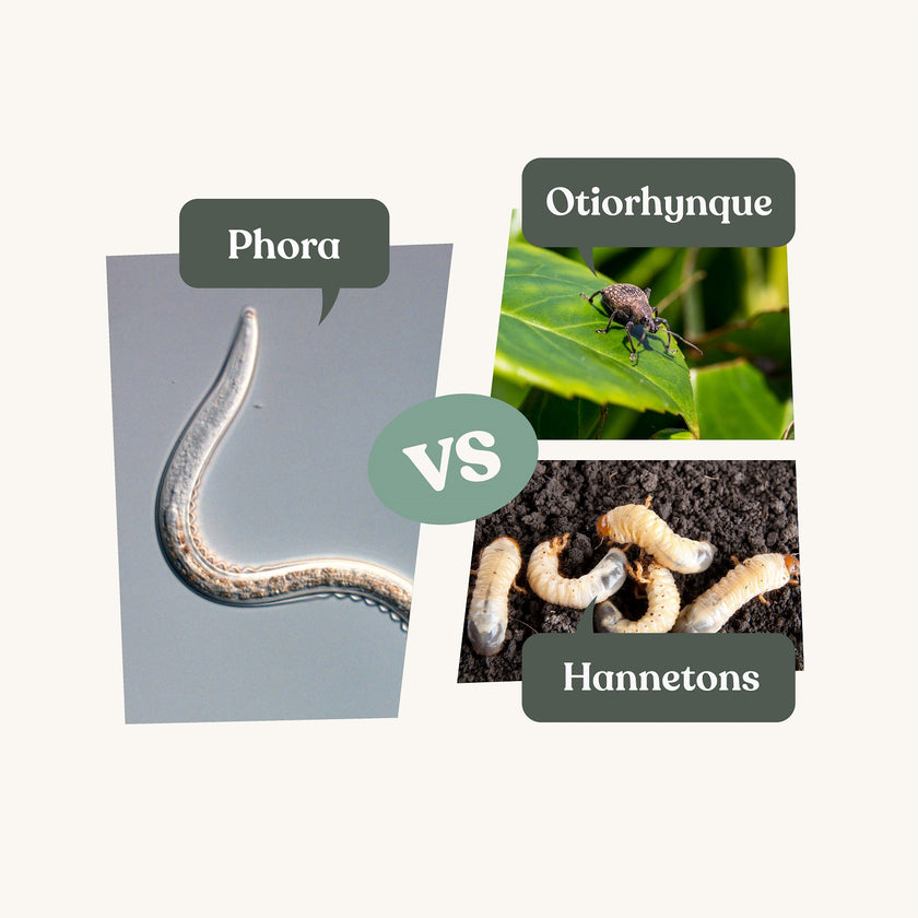 Nématodes Phora