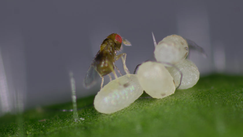 Tricho - anti mites des vêtements