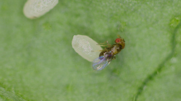 Image 65351871267149