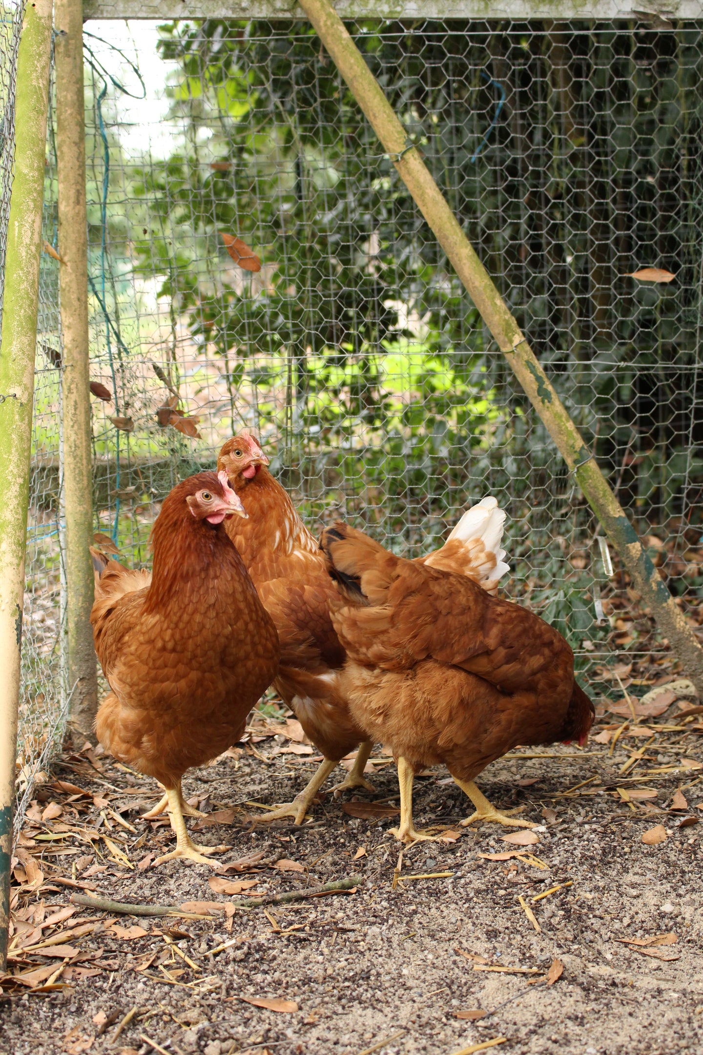 Image 58996689404237