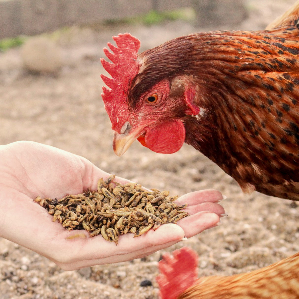 Image 58996985594189