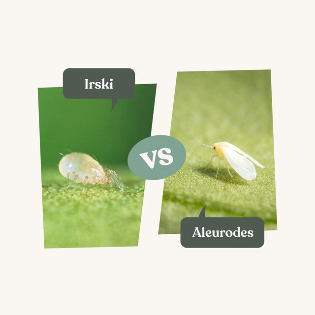 Irski - Anti mouches blanches