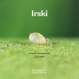 Irski - Anti-thrips