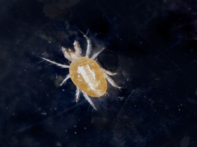 Image 44424406925645