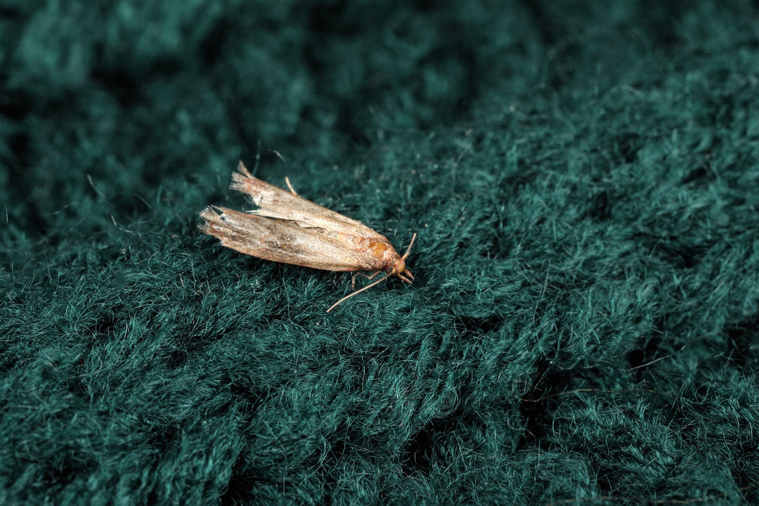 Tricho - anti mites des vêtements