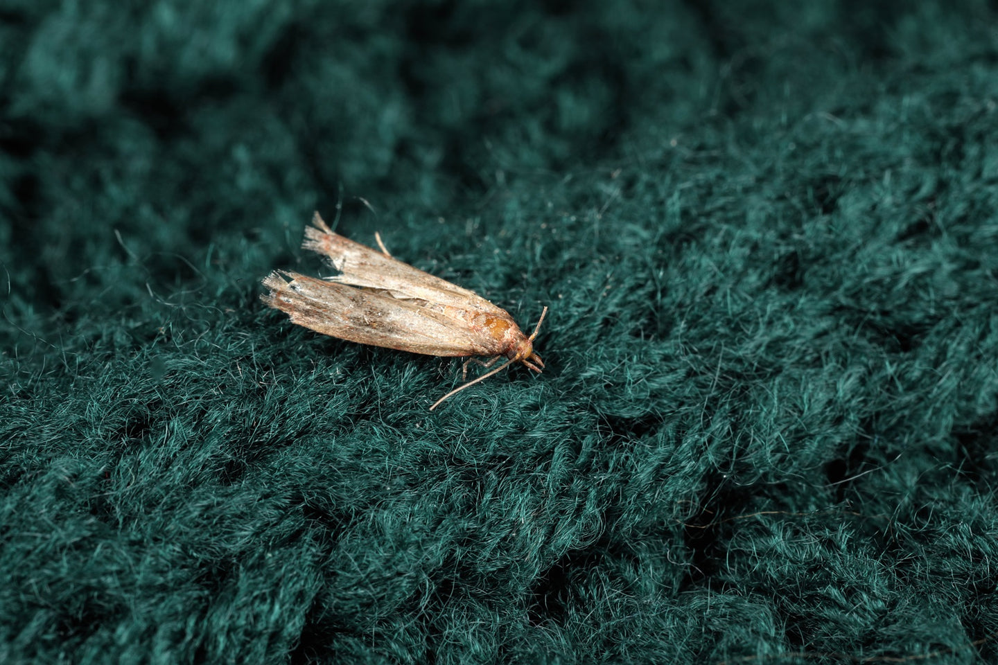Tricho - anti mites des vêtements