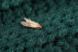 Tricho - anti mites des vêtements