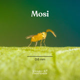 Mosi - Anti mouches blanches