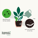 Nématodes Felti (SF) - Anti moucherons